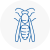 Great Harwood Wasp Nest Removal